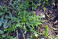 Lepidium didymum